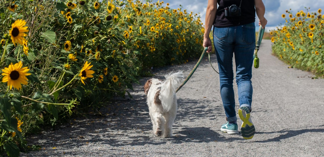 saugatuck pet friendly adventures